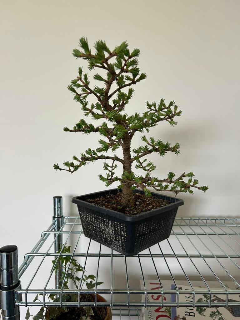Japanse lariks bonsai, Tuin en Terras, Planten | Bomen, Ophalen