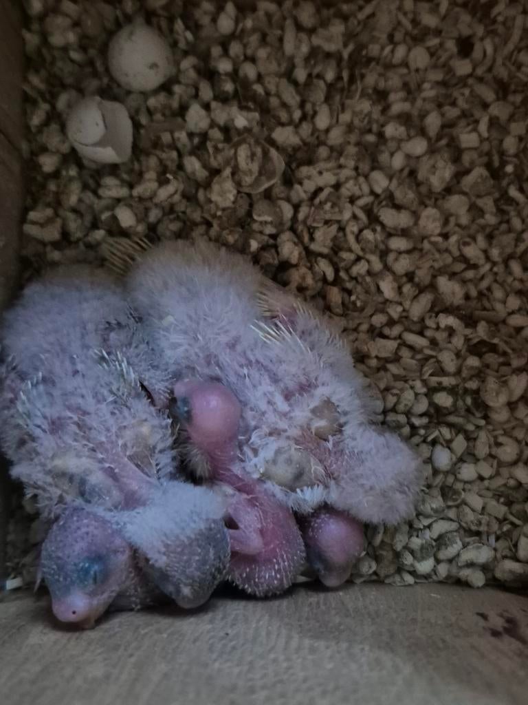 Jong grasparkietjes ( voor handopfok ), Dieren en Toebehoren, Vogels | Parkieten en Papegaaien, Geringd