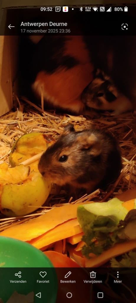 Mooie jonge cavia's, Novembre