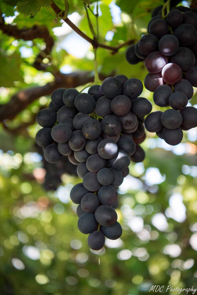 Druivelaars in pot, Ophalen, Lente, Overige soorten, Volle zon