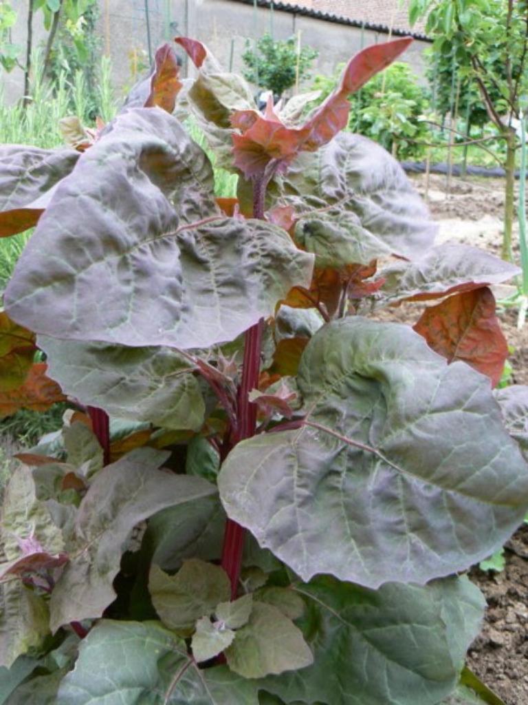 semences d'arroches rouges, Tuin en Terras, Bloembollen en Zaden, Zaad, Voorjaar, Ophalen of Verzenden