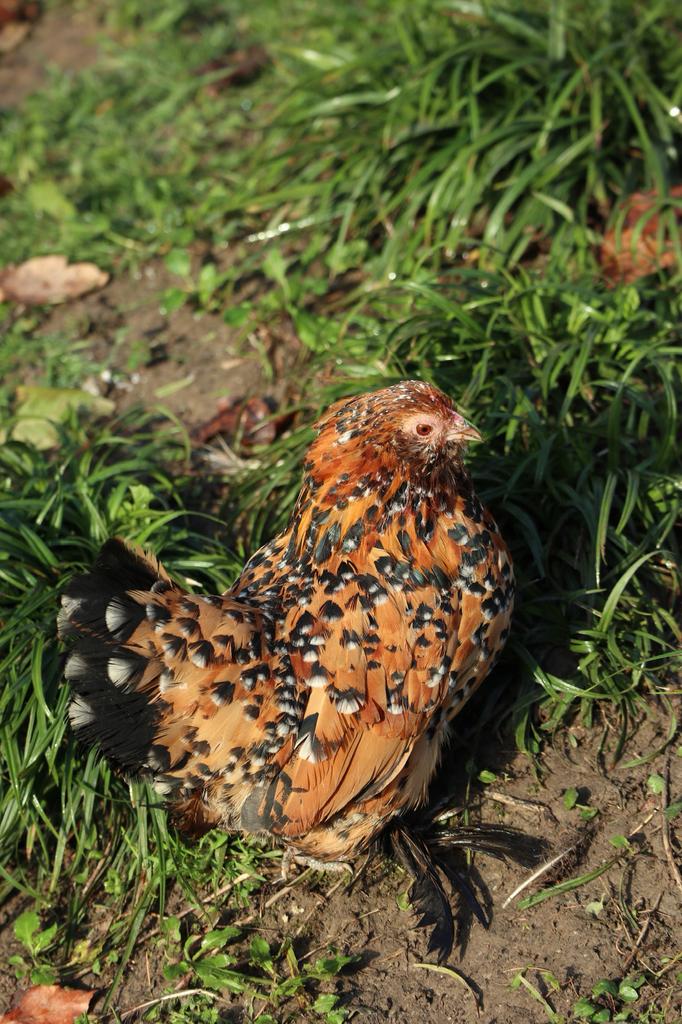 Oeufs fécondés de Barbu d’Uccle mille fleurs, Plusieurs animaux, Poule ou poulet