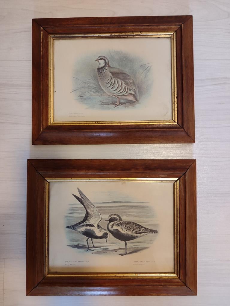 Twee antiek Engelse kadertjes oude vogel prenten kaders, Ophalen of Verzenden