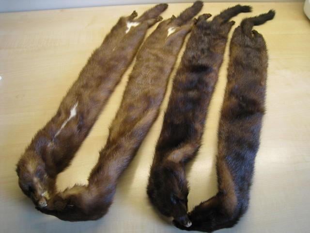 2 bont kragen van echte nertsen, echt pels, Kleding | Dames, Mutsen, Sjaals en Handschoenen, Ophalen