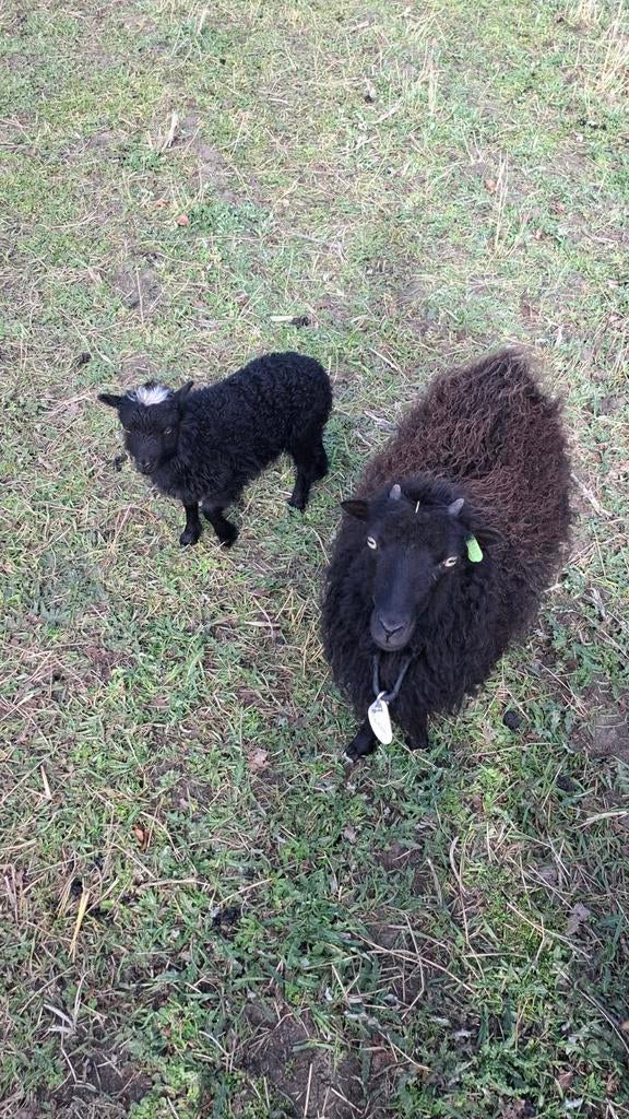 Ouessant Ooi met Ooilam, Dieren en Toebehoren