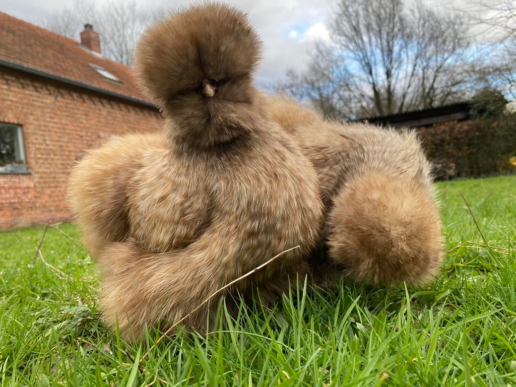 Broedeieren Amerikaanse zijdehoenders, Plusieurs animaux, Poule ou poulet