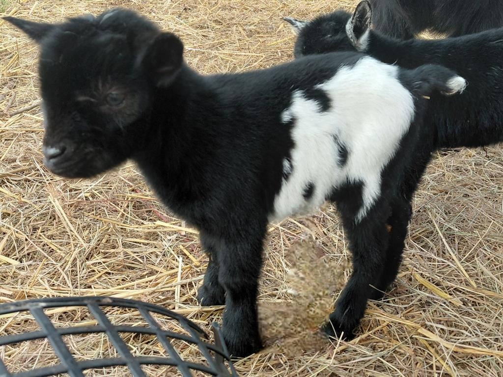 Bokje LOUIS, Dieren en Toebehoren, Schapen, Geiten en Varkens, Mannelijk, Geit, 0 tot 2 jaar