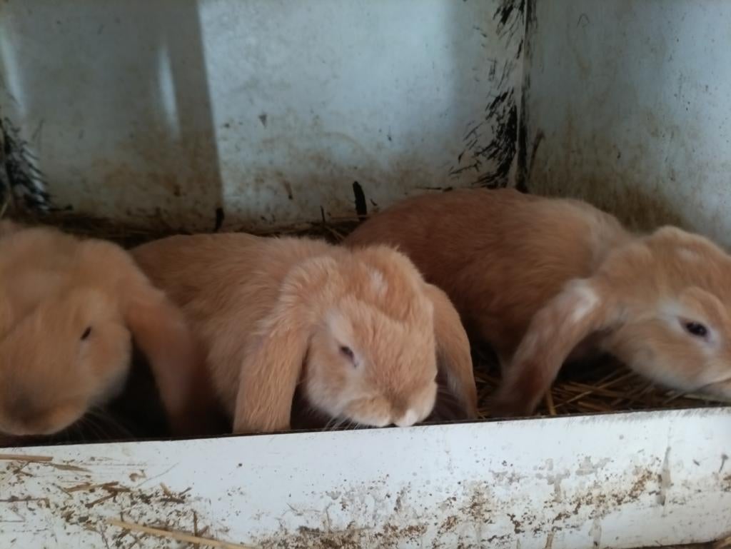 Jonge Franse hangoor konijnen, Dieren en Toebehoren, Konijnen, Groot, Hangoor, 0 tot 2 jaar