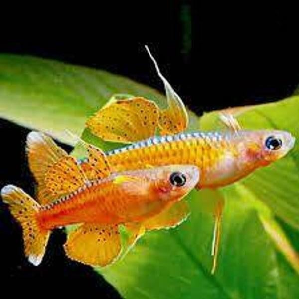 Pseudogumil Luminatus 4/5cm, Poisson, Poisson d'eau douce, Banc de poissons