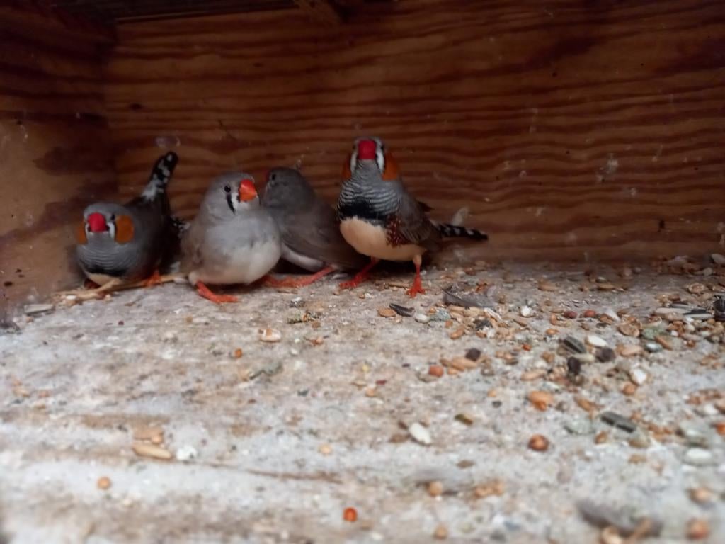 Zebravinken, Dieren en Toebehoren, Vogels | Overige Vogels