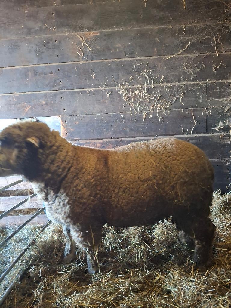 Te koop Stamboek Il de france dekbok, Dieren en Toebehoren, Schapen, Geiten en Varkens, Mannelijk, Schaap, 0 tot 2 jaar
