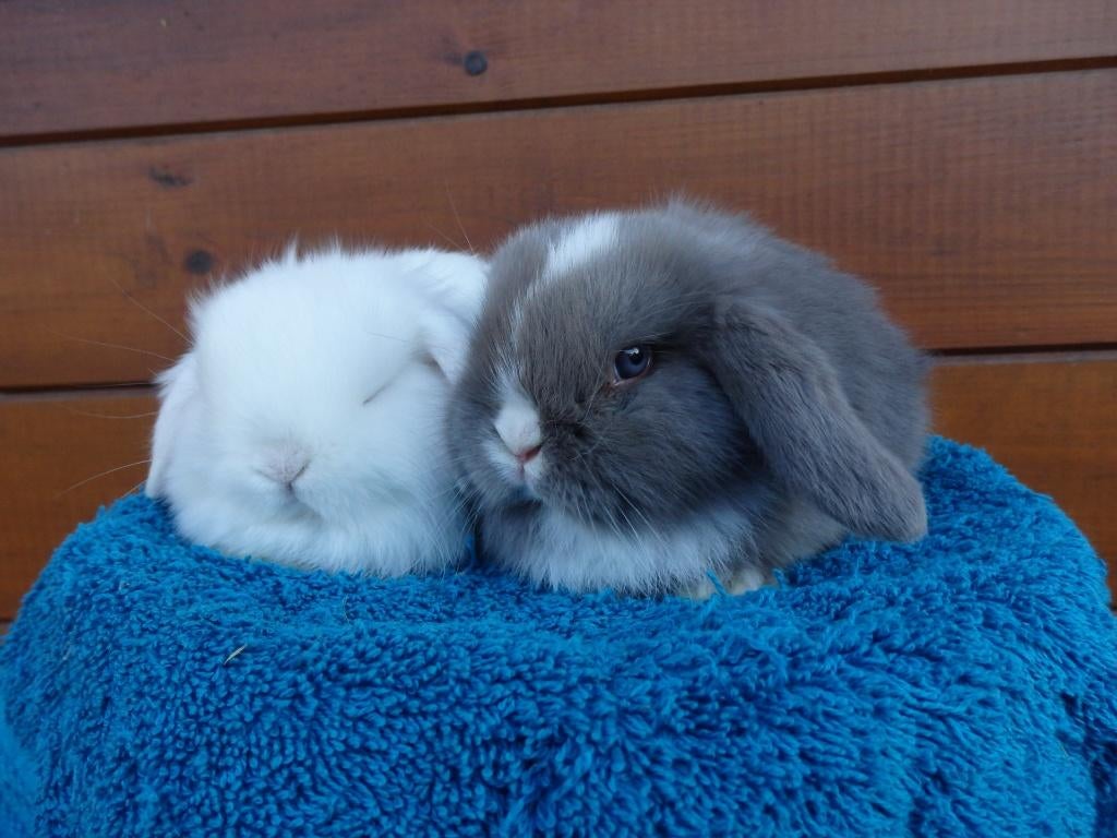 nhd, koppels, Dieren en Toebehoren, Konijnen, Meerdere dieren, Dwerg, Hangoor, 0 tot 2 jaar