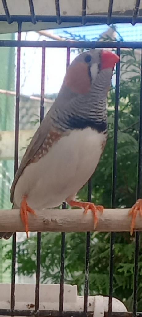 Jonge zebravinken mannen, Dieren en Toebehoren