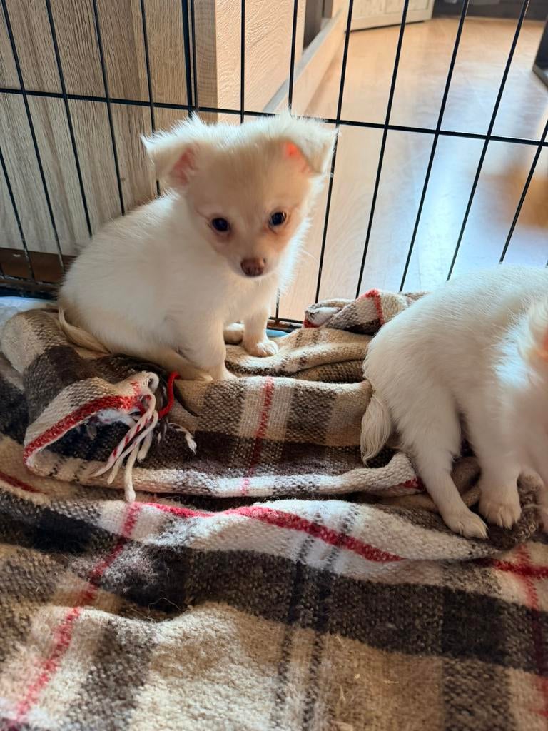 Chihuahua pupjes drie meisjes, Hépatite contagieuse (maladie de Rubarth), 8 à 15 semaines, Plusieurs, Éleveur | Loisir