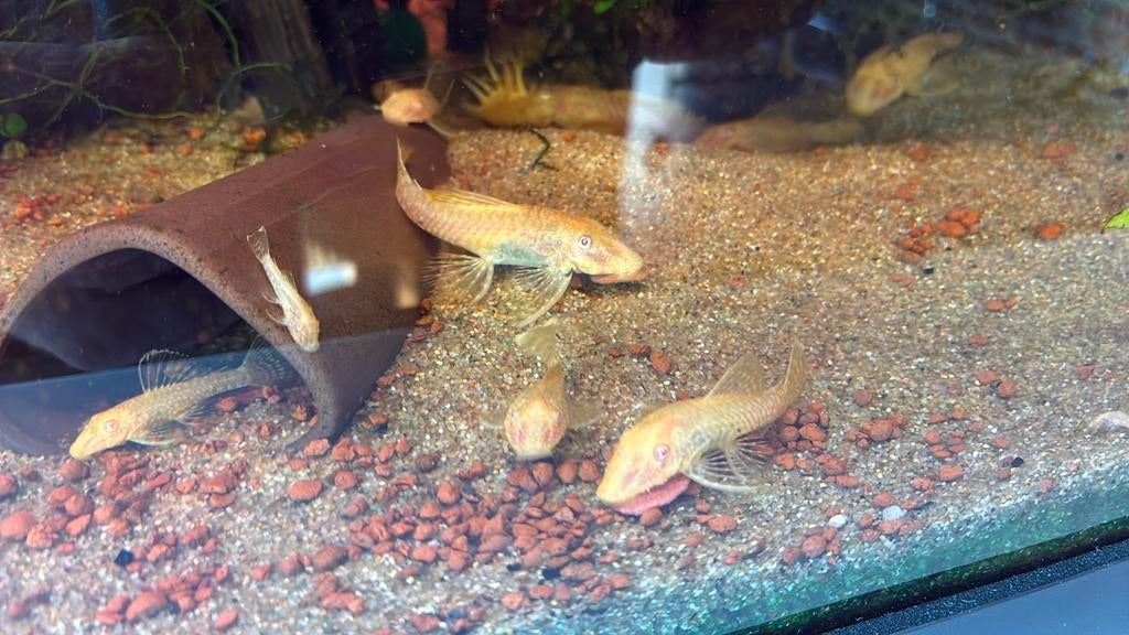 Ancistrus Temmincki Gold L144, Enlèvement