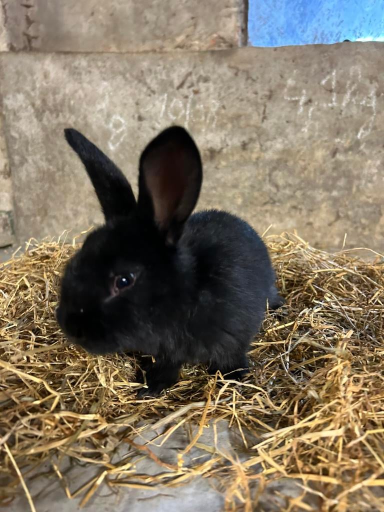 Vlaamse reus, Dieren en Toebehoren, Konijnen, Mannelijk, Groot, 0 tot 2 jaar