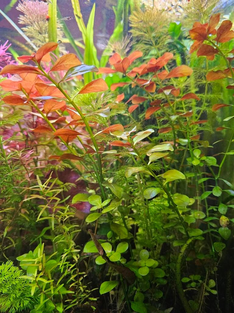 Ludwigia des marais, Animaux & Accessoires, Comme neuf, Plante(s), Pierre ou Bois
