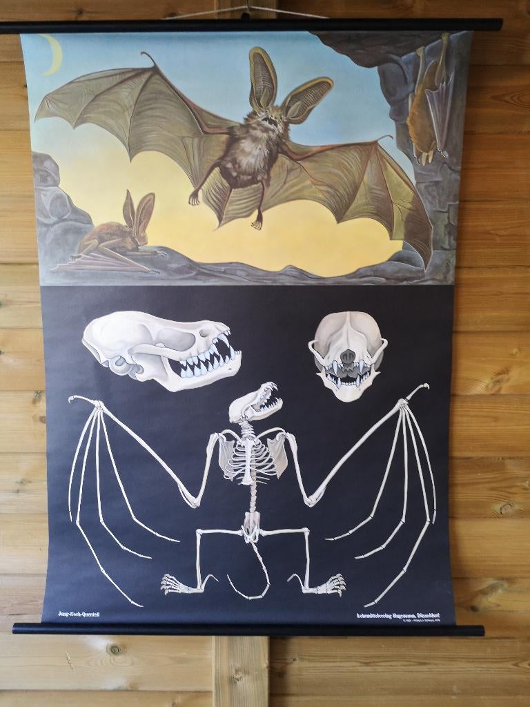 schoolplaat anatomisch grootoorvleedermuis,, Ophalen of Verzenden, Natuur en Biologie