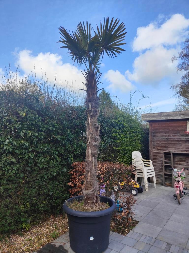 Palmbomen, Tuin en Terras, Ophalen, In pot, Palmboom