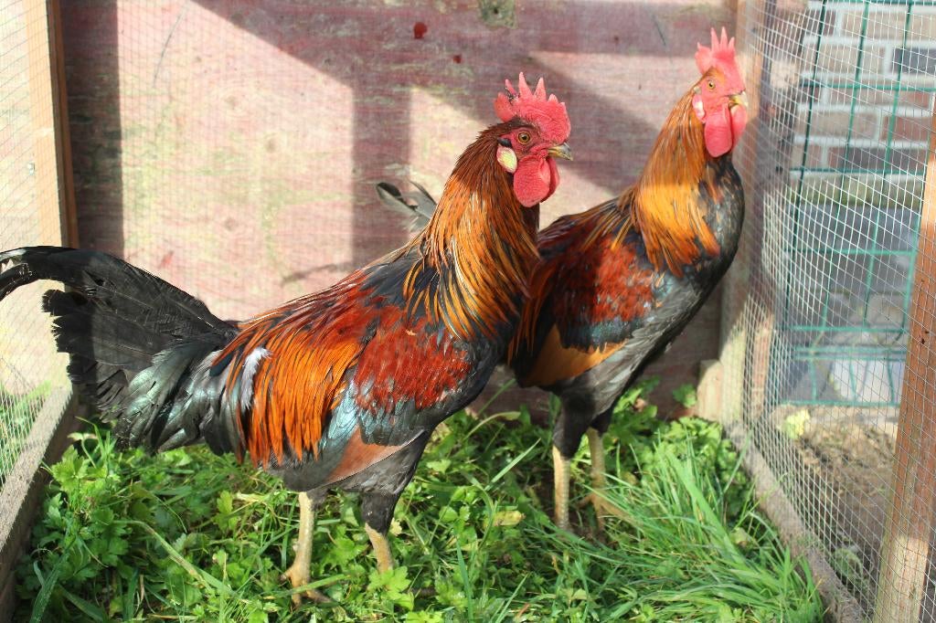 Lachhoen kippen Ayam Ketawa, Mâle, Poule ou poulet