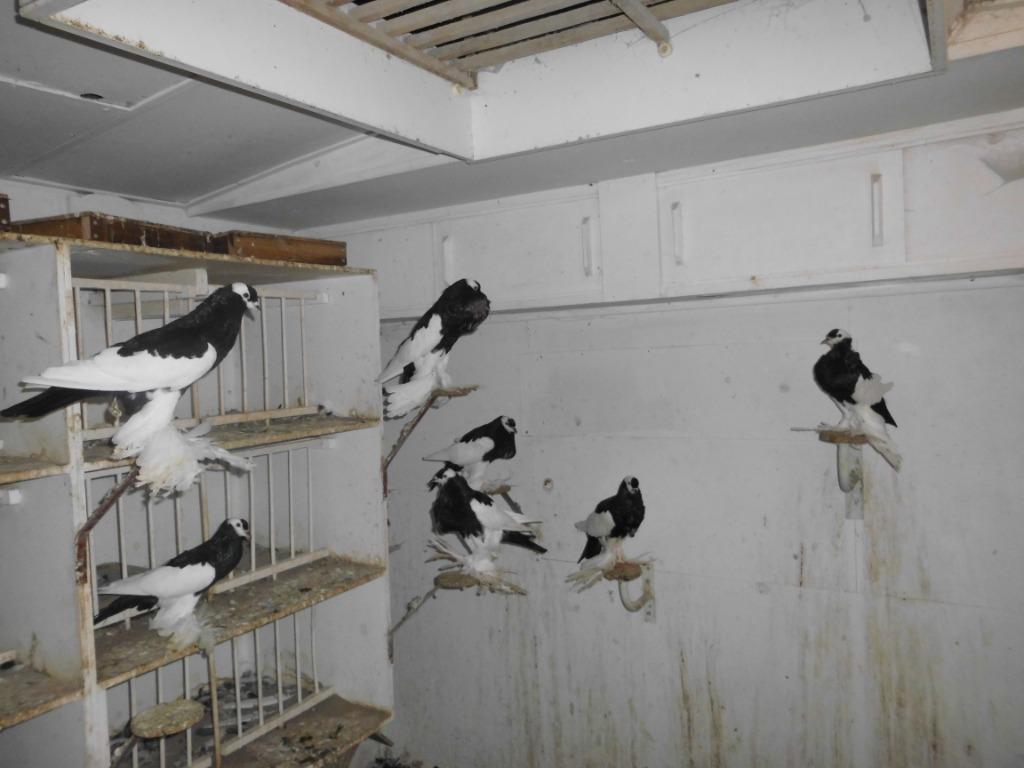 eksterkropper, Plusieurs animaux, Boulant