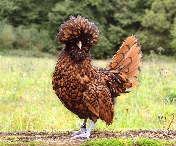 Padua krielkippen jonge hennen beschikbaar, Vrouwelijk, Kip