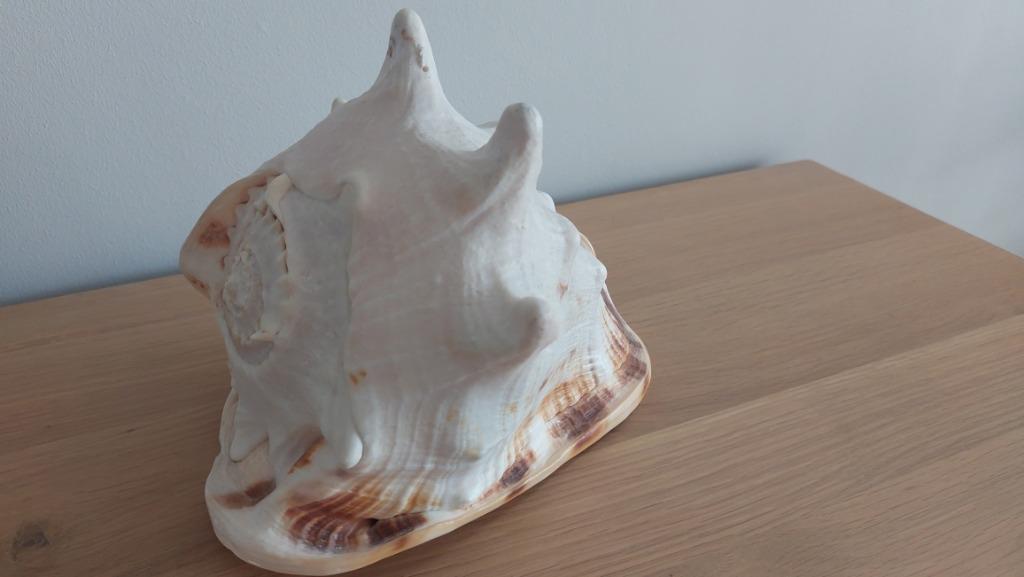 Coquillage casque coquille de conque, Ophalen, Mineraal