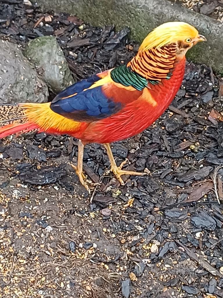 goudfazanten, Dieren en Toebehoren