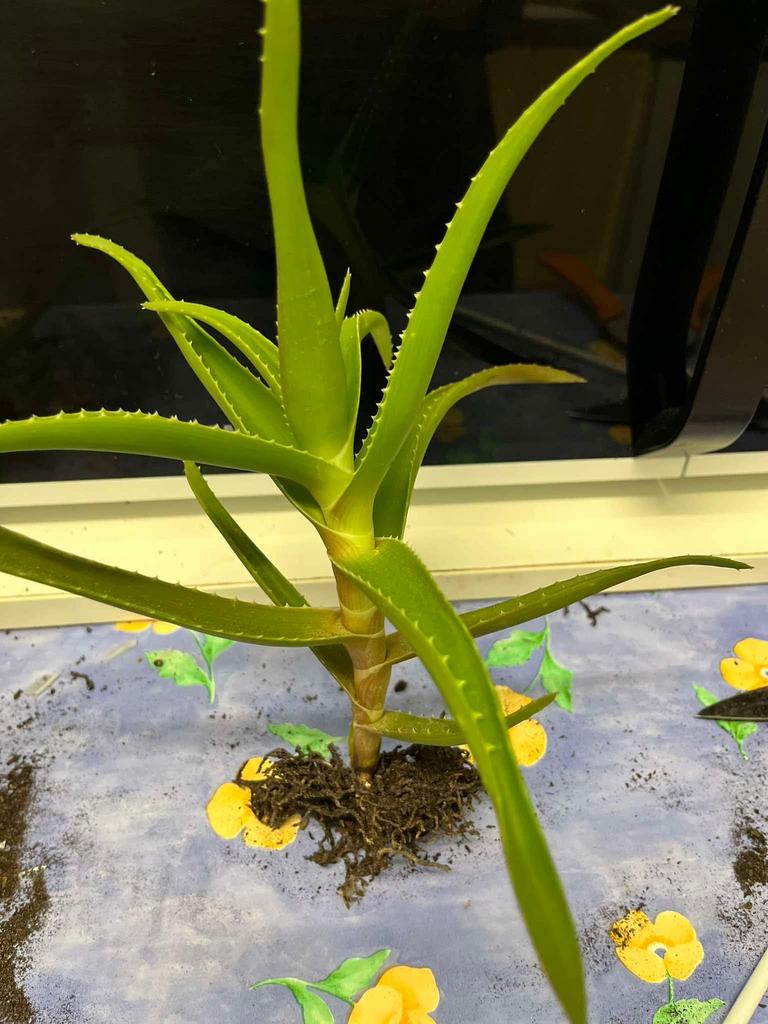 Pousses d’Aloe Vera, Tuin en Terras, Planten | Tuinplanten, Vaste plant, Bloeit niet, Halfschaduw, Ophalen