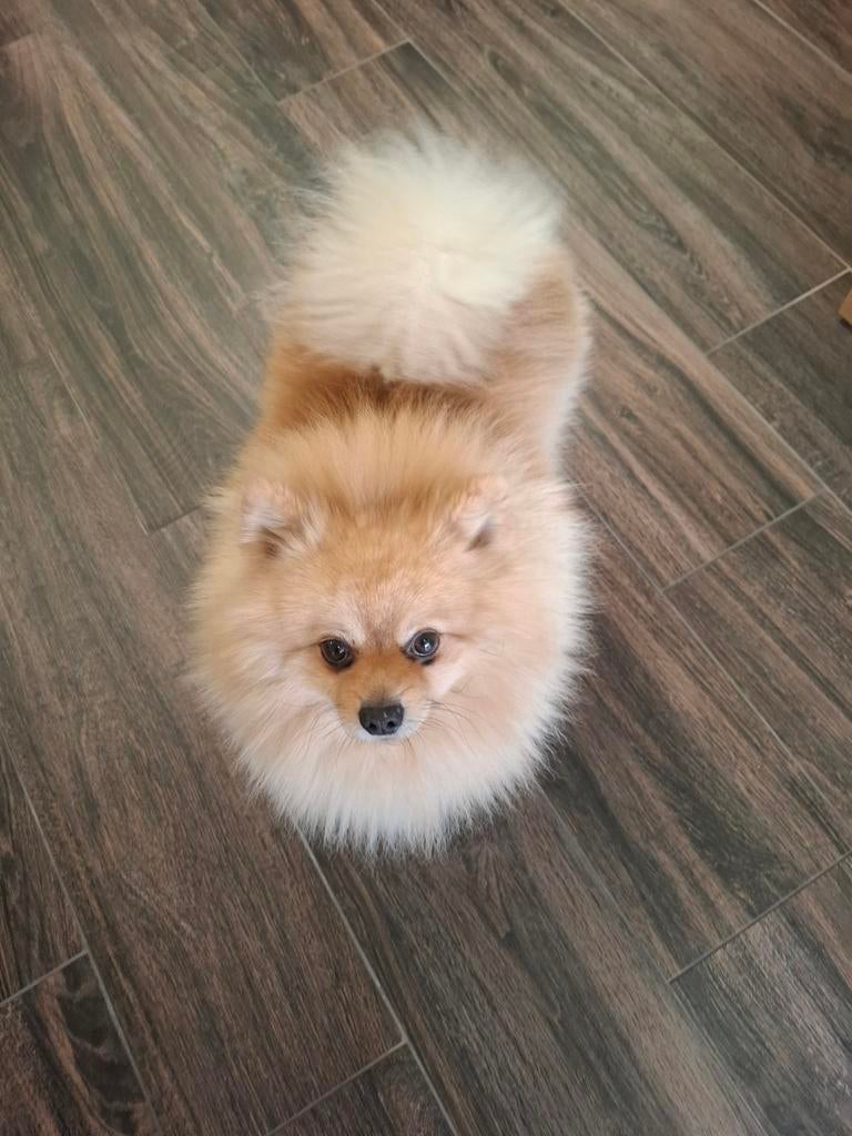 Spitz teef gezocht voor dekking door prachtige reu spitz, Diversen, Ophalen