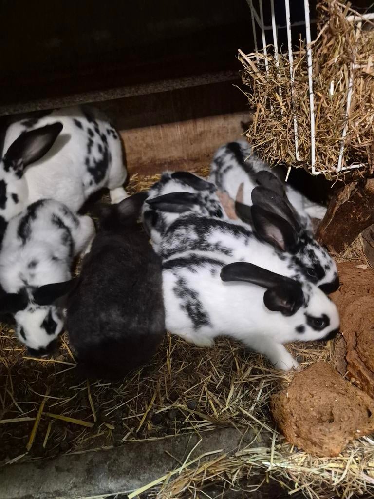 Jonge  vlees konijnen, Dieren en Toebehoren, Ophalen