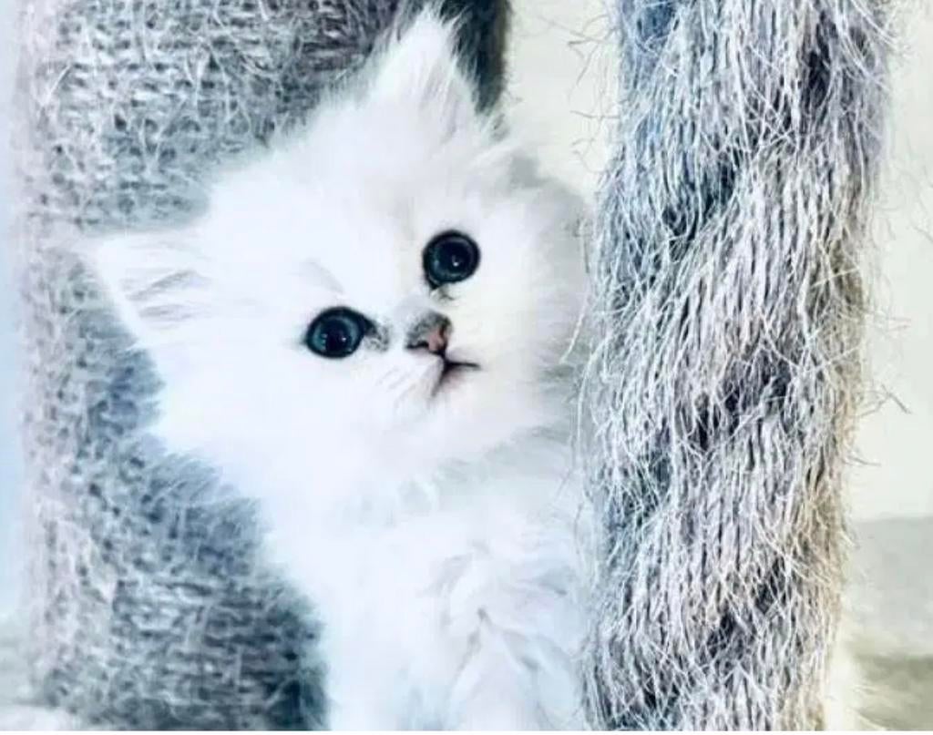 Perzisch chinchilla-katje, Poes, Gechipt, 0 tot 2 jaar