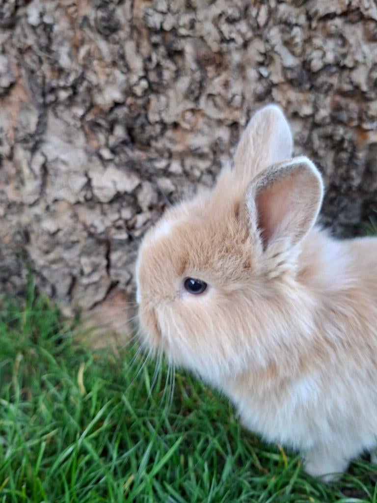Dwergkonijn, Dieren en Toebehoren, Meerdere dieren, Dwerg, 0 tot 2 jaar
