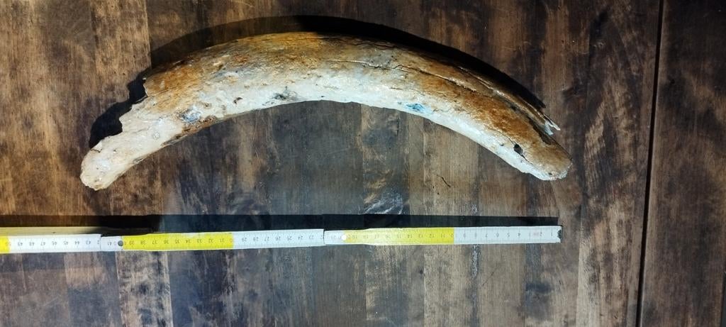 Mooie geconserveerde mammoet slagtand, Ophalen of Verzenden