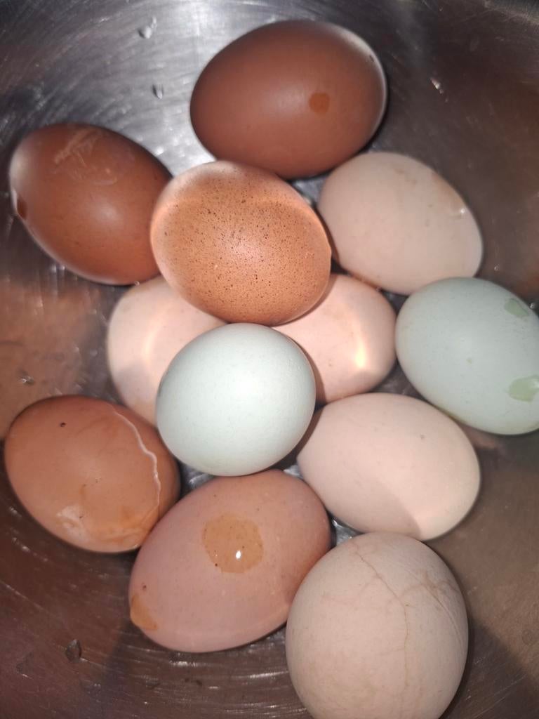 Verrassing broedeitjes