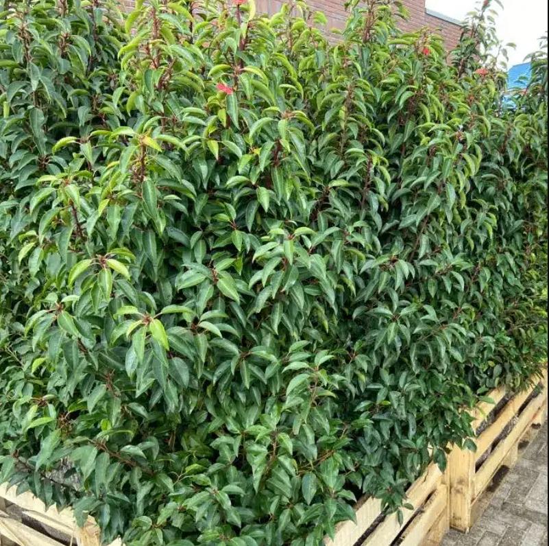 Portugese laurier Prunus Lusitanica ‘ Angustifolia ’, Jardin & Terrasse, Plantes | Arbustes & Haies, Haie, Laurier, Enlèvement