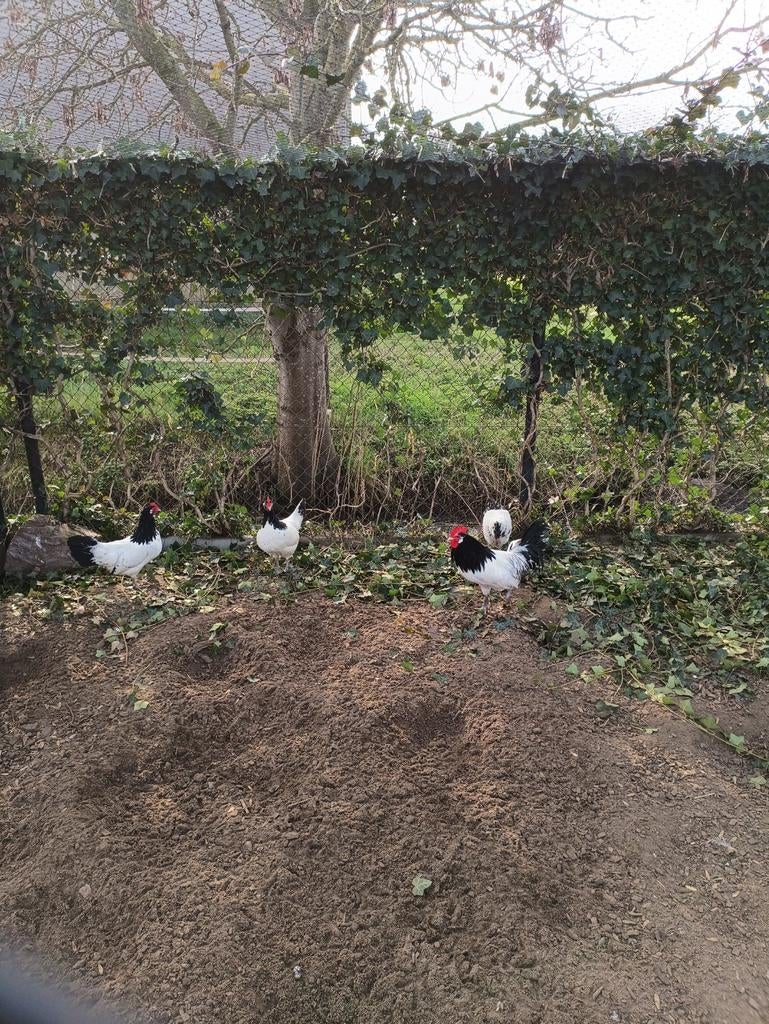 Lakenvelder koppels, Animaux & Accessoires, Volatiles