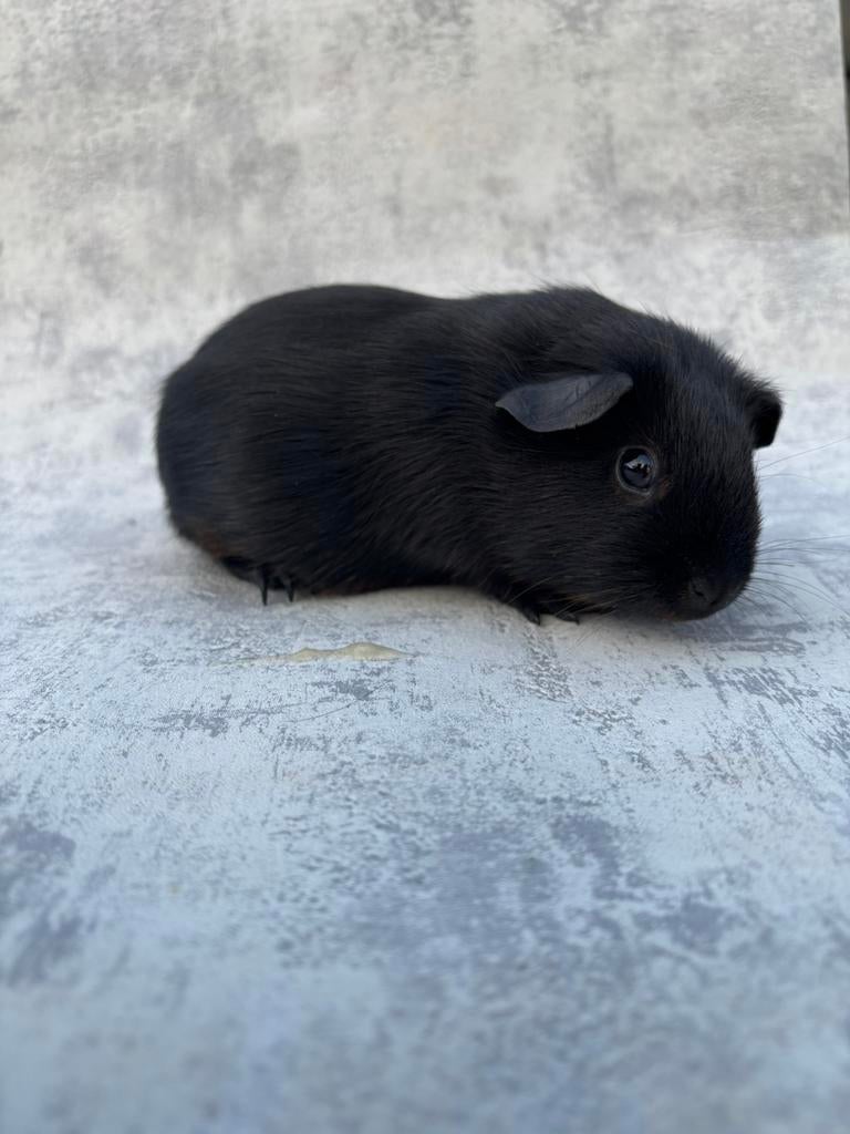 Cavia Black&Tan vrouwtje, Dieren en Toebehoren, Knaagdieren, Vrouwelijk, Cavia, Januari, Tam