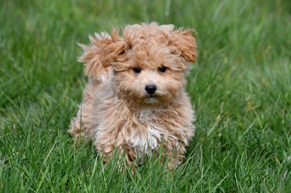 Maltipoo pups te koop, Dieren en Toebehoren, Honden | Chihuahua's en Gezelschapshonden, 15 weken tot 1 jaar, Overige rassen, Buitenland