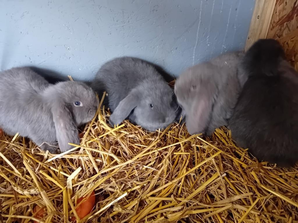 Mooi nestje Franse hangoren nog 1tje, Dieren en Toebehoren, Konijnen, Mannelijk, Groot, Hangoor