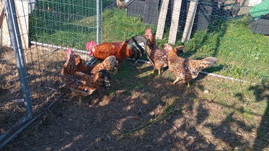 Œufs à incuber en porcelaine de Livourne