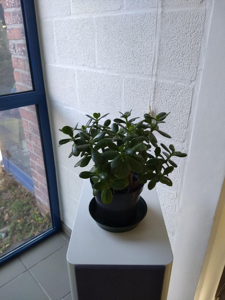 Crassula ovata - Jadeplant (kamerplant), Huis en Inrichting, Ophalen, Vetplant, In pot