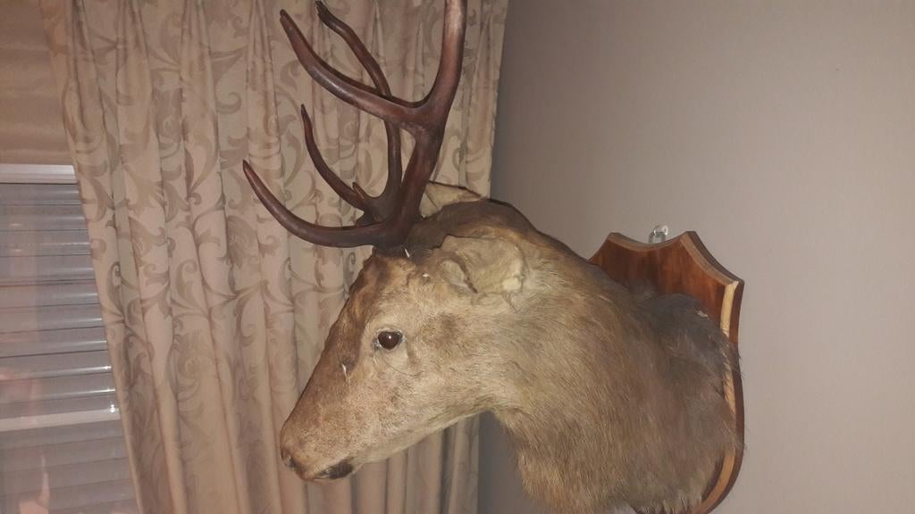 Opgezet hert taxidermie jachttrofee, Ophalen, Hert