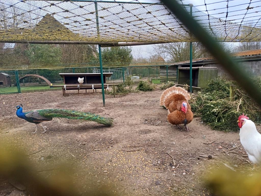 Broedeieren Kalkoen, Dieren en Toebehoren, Pluimvee, Kalkoen