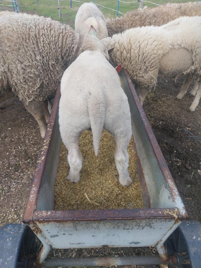 charollais ram te reserveren, Dieren en Toebehoren, Mannelijk, Schaap, 0 tot 2 jaar