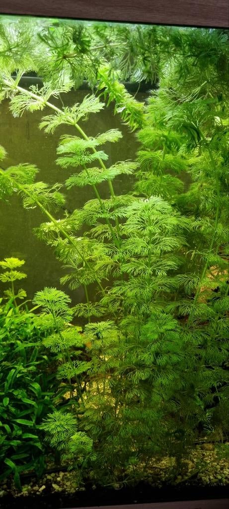 Aquarium planten, Enlèvement