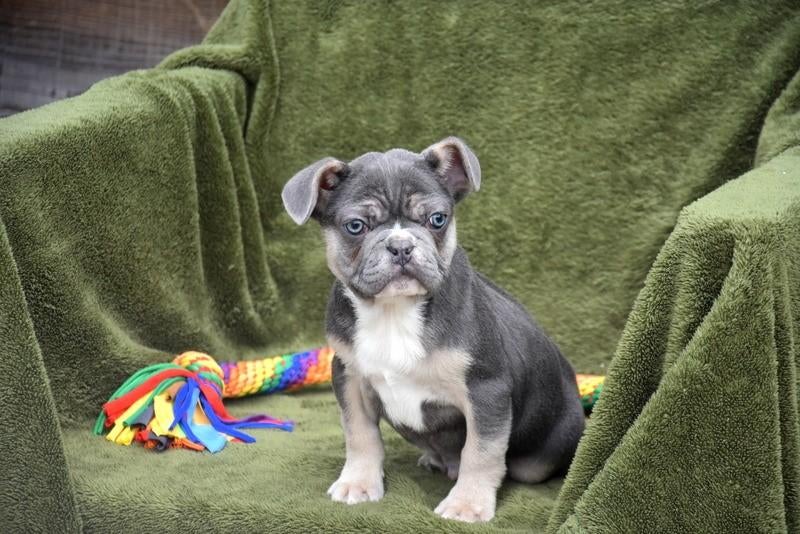 Tricolor blauw Frans Bulldog pupje, Parvo, België, Reu, 8 tot 15 weken