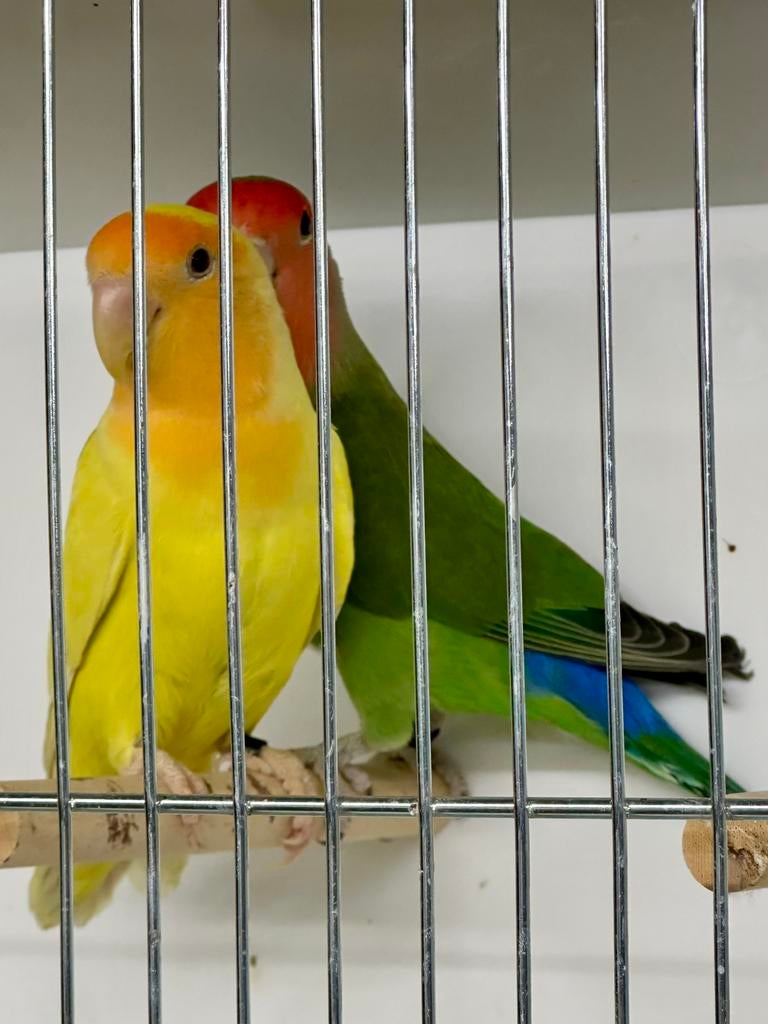 Kweekkoppel roseicollis begin 2025, Meerdere dieren, Dwergpapegaai of Agapornis, Geringd