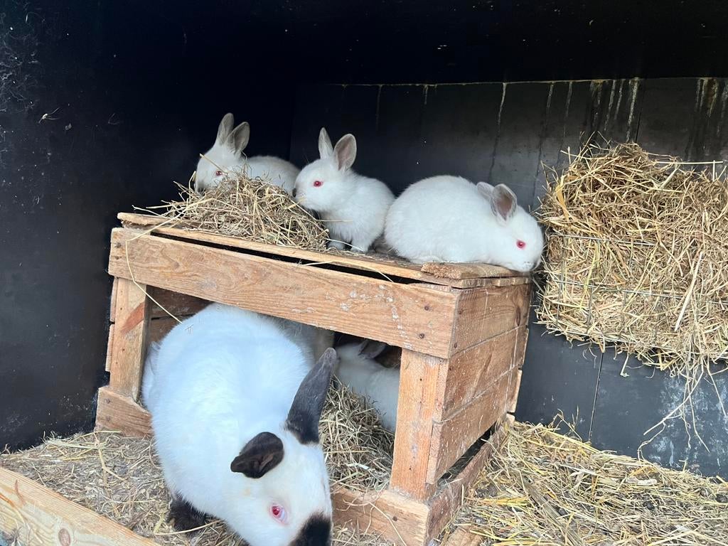 Californian konijntjes / vleeskonijnen, Dieren en Toebehoren, Konijnen