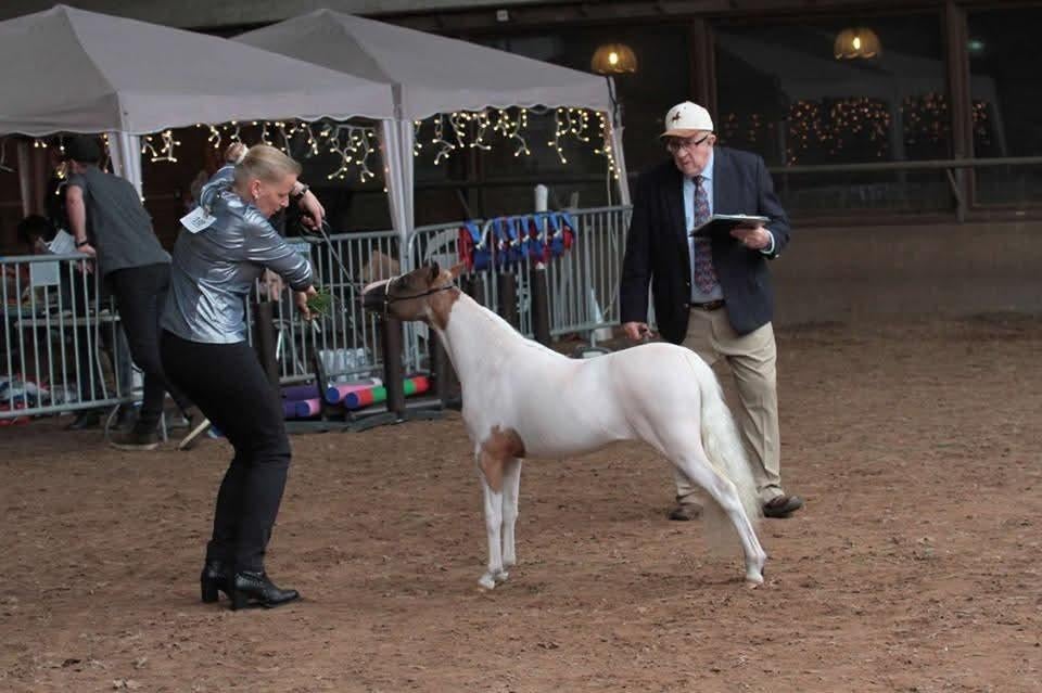 Zeer lieve Amerikaanse Pony's, Jument, Avec pedigree